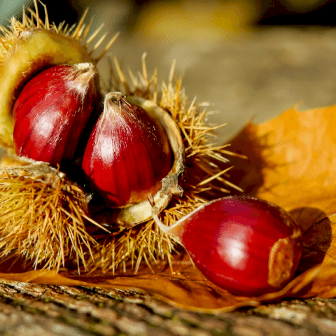 Siyah Kestane Fidanı Castanea Sativa