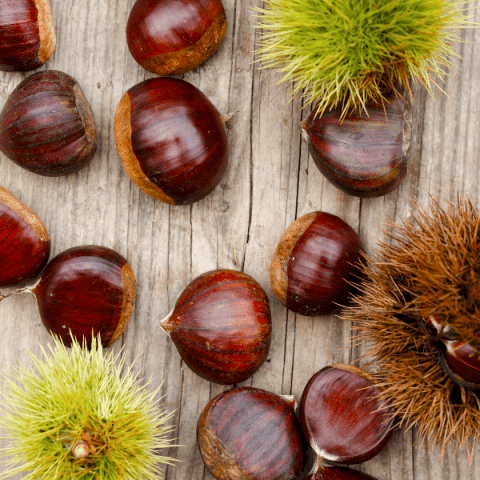 Siyah Kestane Fidanı Castanea Sativa