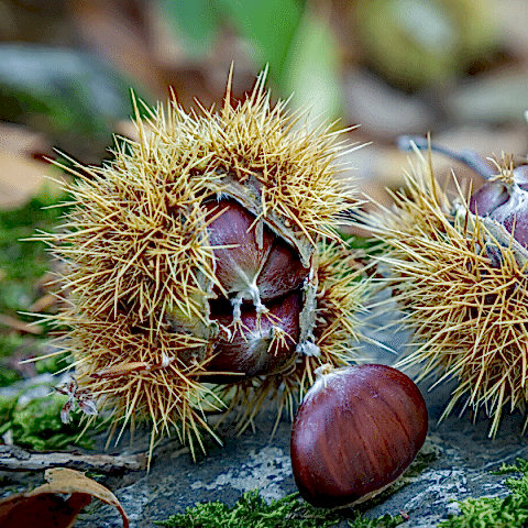 Siyah Kestane Fidanı Castanea Sativa