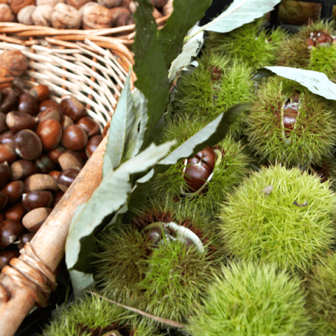 Siyah Kestane Fidanı Castanea Sativa