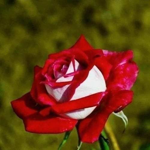 Türkiyem 1 Kırmızı Beyaz Gül Fidanı 30 Cm Osiria