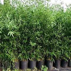Bambu Fidanı 75 cm bambusaaurea