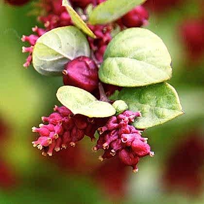 Kırmızı İnci Çiçeği Symphoricarpos Orbiculatus