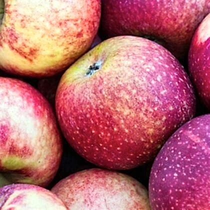 Hafif Ekşi Arapkızı Elma Fidanı