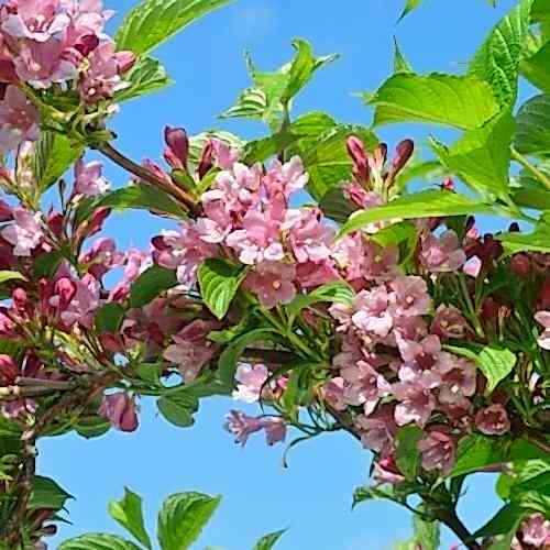 Pembe Vangelya Gelin Tacı Çiçeği  Weigela Florida