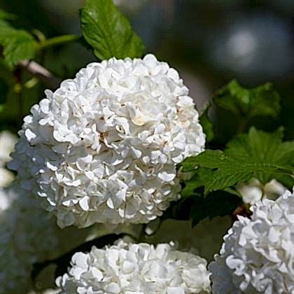 Çınar Kartopu Çiçeği Viburnum Opulus
