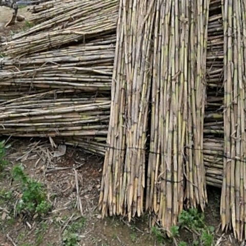 Kuru Kargı Kamışı Çiçek Sopası 1 metre 10 adet