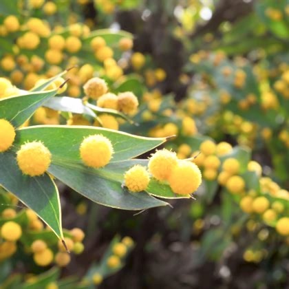 Kıbrıs Akasyası Fidanı 80 cm  Acacia Cyanophylla