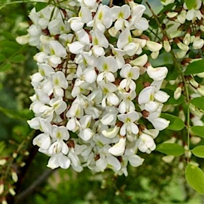 Beyaz Akasya Fidanı 50 cm Robinia Pseudoacacia