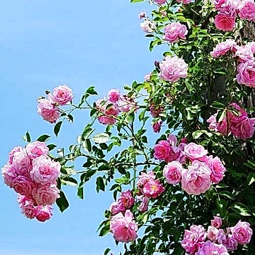 Mezarlık Çiçeği Pembe Çardak Sarmaşık Gül Fidanı