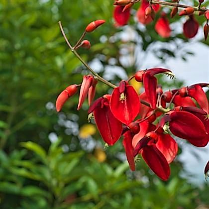 Arap Dudağı Fidanı Mercan Ağacı erythrina crista