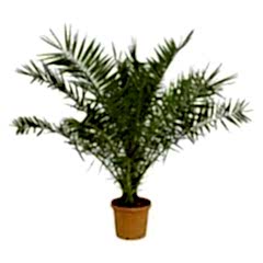 Fenix Fidanı ( yalancı hurma ) Phoenix canariensis