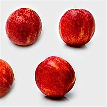 Star Red Gold Nektarin Fidanı
