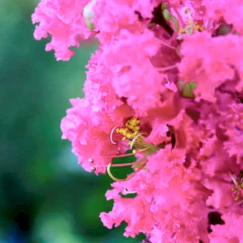 Pembe Oya Çiçeği Fidanı Hint Leylağı 55 cm