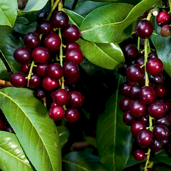 Karayemiş Laz Kirazı Fidanı Prunus Laurocerasus