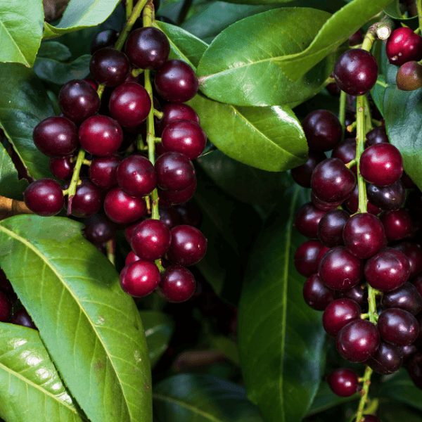 Karayemiş Laz Kirazı Fidanı Prunus Laurocerasus