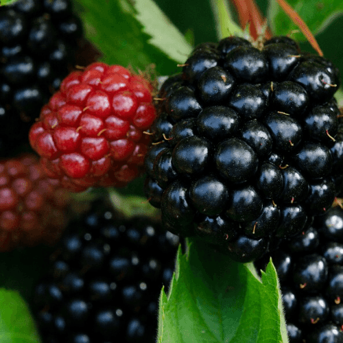 Karaka Black Dikensiz Böğürtlen Fidanı