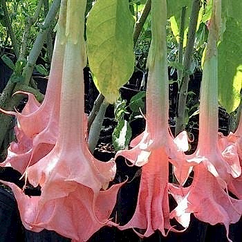 Pembe Melek Borazanı Boru Çiçeği Datura