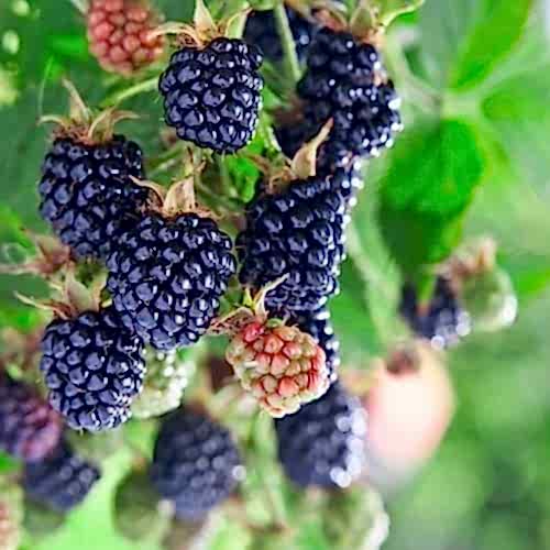 Dikensiz Jumbo Böğürtlen Fidanı