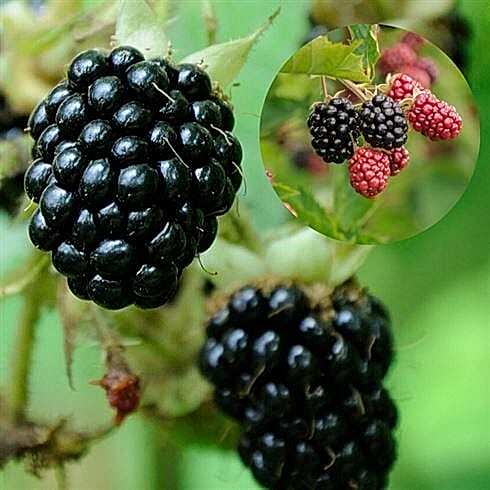 Tayberry Dikensiz Böğürtlen Fidanı
