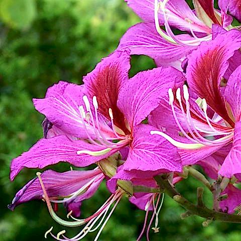 Orkide Ağacı Fidanı Bauhinia Kelebek Ağacı