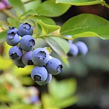 Bluecrop Yaban Mersini Fidanı 15 cm Maviyemiş