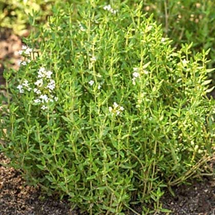 Dağ Kekiği Doğal Kekik Fidanı Kesif Kokar 25 cm