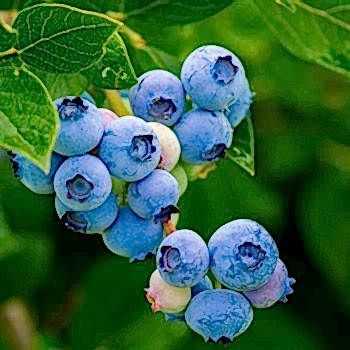 Blue Gold Yaban Mersini Fidanı 15 cm Likapa
