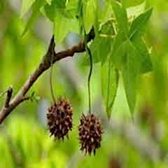 Sığla Günlük Ağacı Fidanı Liquidambar