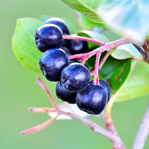 Rus Yaban Mersini Viking Aronya Fidanı Aronia Melonocarpa