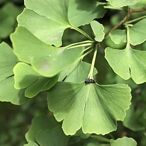 Mabet Ağacı Fidanı  Ginkgo Biloba.