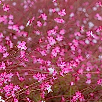 Pembe Gaura Fidanı Çiçek Güzeli