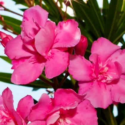 Pembe Zakkum Fidanı 9 Ay Çiçek Açar