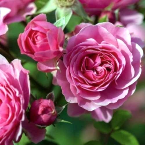Pembe Gül Fidanı Bulgar Gülü