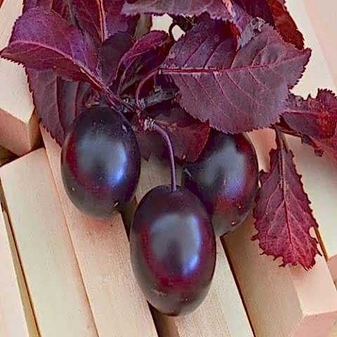 Kırmızı Yapraklı Süs Eriği Fidanı Erik