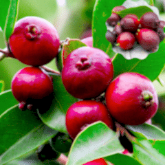 Çilek Guavası Fidanı 40 cm Psidium Littorale Var.