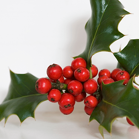 Çoban Püskülü Fidanı 60 cm İlex Aquifolium.