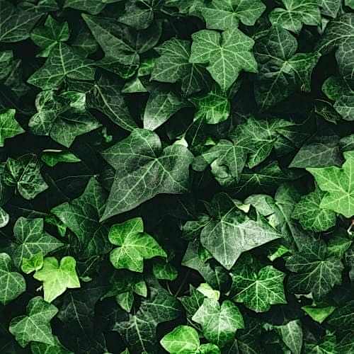 Orman Sarmaşığı Hedera Helix İngiliz Sarmaşığı