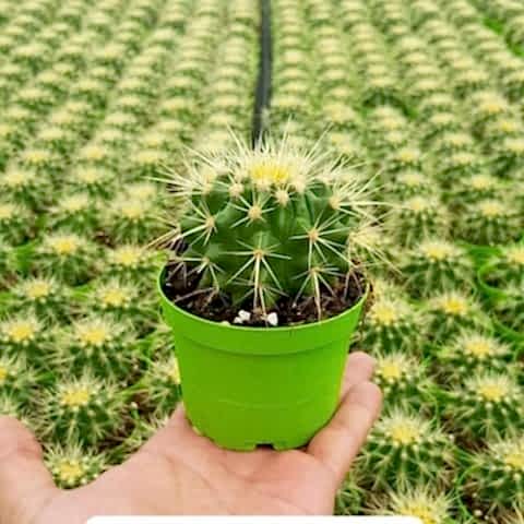 Altıntop Kaktüs Fidanı Echinocactus Grusonii