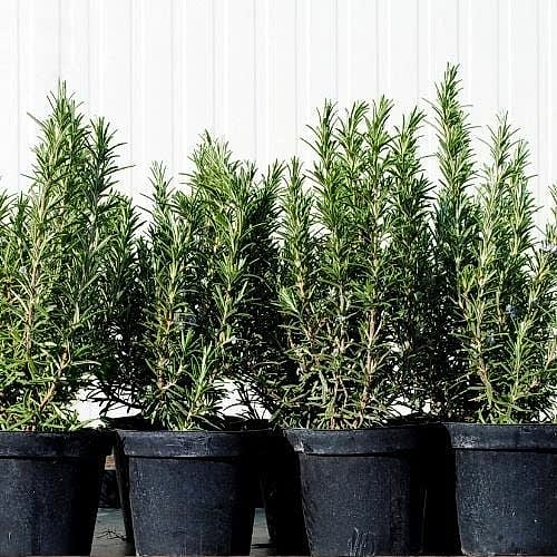 Aromatik Biberiye Fidanı Kuşdili