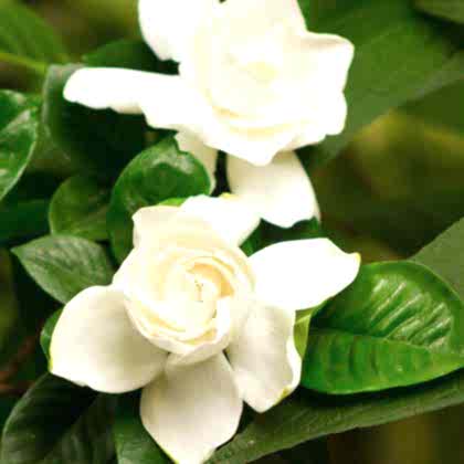 Gardenya Çiçeği