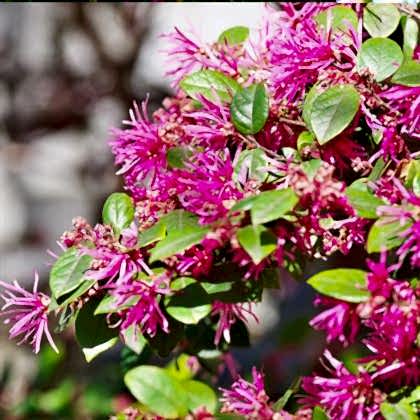 Loropetalum Çiçeği Pembe Rüya Çiçeği
