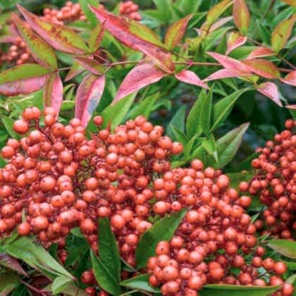 Nandina Domestica Cennet Bambusu Fidanı