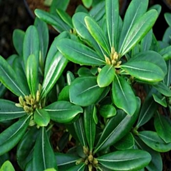 Pitosporum Çit Bitkisi Yıldız Çalısı