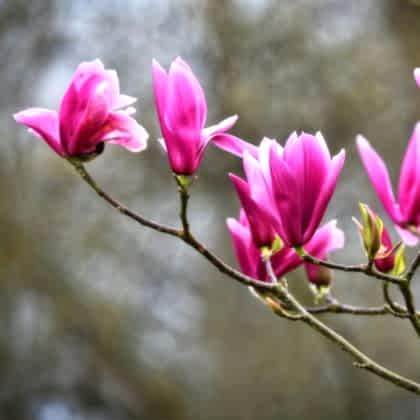 Saray Lalesi Pembe Çiçekli Japon Manolyası