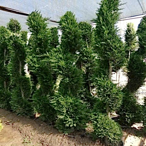 Spiral Leylandi Fidanı