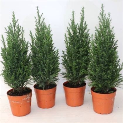Elwoodii Çamı 80 cm  Elvudi Chamaecyparis  Ellwoodii