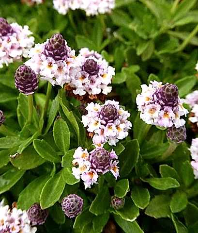 Libya Çimi Lippia Repens  22 adet