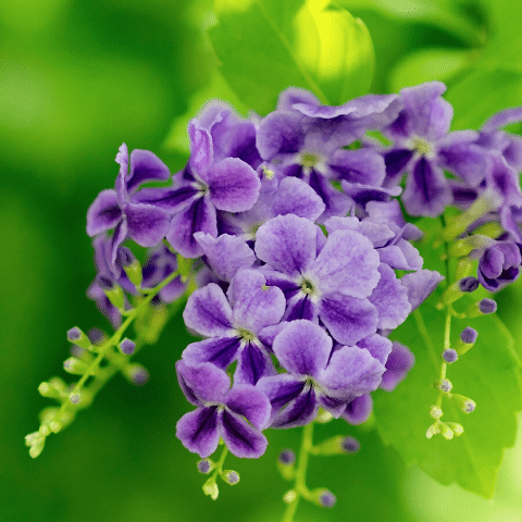 Unutma Beni Çiçeği Duranda Myosotis Palustris.