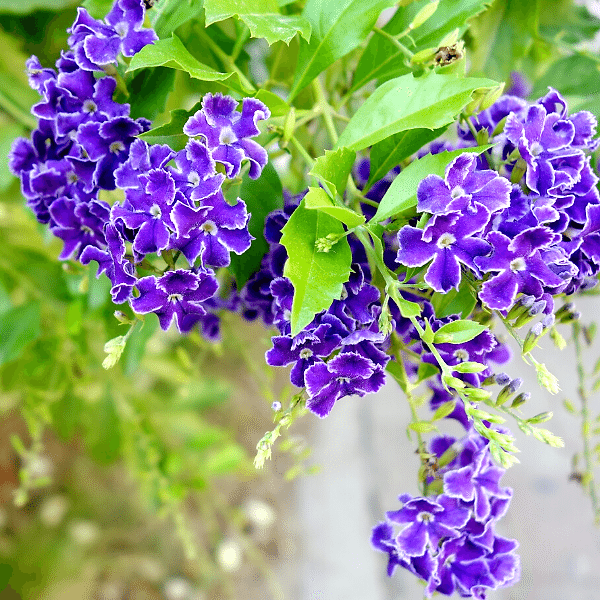 Unutma Beni Çiçeği Duranda Myosotis Palustris.